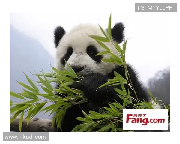 足球明星倾情认养熊猫温暖瞬间视频展现爱心与责任